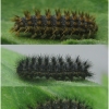 melit phoebe larva5hib volg